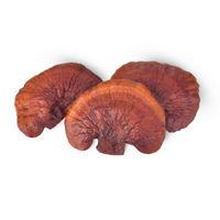 Reishi Extract